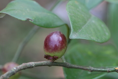 Garcinia morella